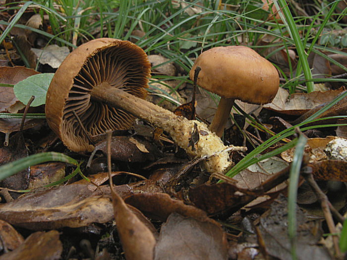 Sicilia Autunno-Inverno